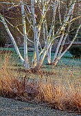 LITTLETHORPE MANOR, YORKSHIRE, FEBRUARY, WINTER GARDEN: FROST, FROSTY, SUNRISE, WHITE BARK, TRUNK OF BETULAERMANII GRAYSWOOD HILL, BIRCHES