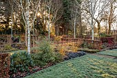 LITTLETHORPE MANOR, YORKSHIRE, FEBRUARY, WINTER GARDEN: BEECH HEDGES, HEDGING, BIRCHES, EUPHORBIA WULFENII, CORNUS MIDWINTER FIRE, PATHS, OPHIOPOGON NIGRESCENS, FROST