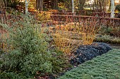 LITTLETHORPE MANOR, YORKSHIRE, FEBRUARY, WINTER GARDEN: BEECH HEDGES, HEDGING, BIRCHES, CORNUS MIDWINTER FIRE, PATHS, OPHIOPOGON NIGRESCENS, FROST