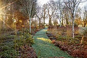 LITTLETHORPE MANOR, YORKSHIRE, FEBRUARY, WINTER GARDEN: BEECH HEDGES, HEDGING, BIRCHES, CORNUS MIDWINTER FIRE, PATHS, FROST