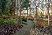 LITTLETHORPE MANOR, YORKSHIRE, FEBRUARY, WINTER GARDEN: BEECH HEDGES, HEDGING, BIRCHES, PATHS, BERGENIA ABENDGLUT, PITTOSPORUM TOM THUMB