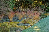 LITTLETHORPE MANOR, YORKSHIRE, FEBRUARY, WINTER GARDEN: FROST, HAMAMELIS, CORNUS MIDWINTER FIRE, LUZULA SYLVATICA AUREA, BORDER, LAWN, FROST, FROSTY