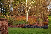 LITTLETHORPE MANOR, YORKSHIRE, FEBRUARY, WINTER GARDEN: BEECH HEDGES, HEDGING, OPHIOPOGON NIGRESCENS, BIRCHES, EUPHORBIA WULFENII, CORNUS MIDWINTER FIRE, TREE HEATHERS