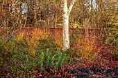LITTLETHORPE MANOR, YORKSHIRE, FEBRUARY, WINTER GARDEN: GREEN FLOWERS, BLOOMS OF EUPHORBIA CHARACIAS WULFENII, MEDITERRANEAN SPURGE, PERENNIALS