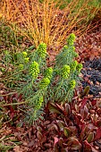 LITTLETHORPE MANOR, YORKSHIRE, FEBRUARY, WINTER GARDEN: GREEN FLOWERS, BLOOMS OF EUPHORBIA CHARACIAS WULFENII, MEDITERRANEAN SPURGE, PERENNIALS