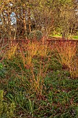 LITTLETHORPE MANOR, YORKSHIRE, FEBRUARY, WINTER GARDEN: BEECH HEDGES, HEDGING, CORNUS SANGUINEA MIDWINTER FIRE