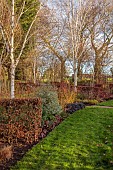 LITTLETHORPE MANOR, YORKSHIRE, FEBRUARY, WINTER GARDEN: BEECH HEDGES, HEDGING, OPHIOPOGON NIGRESCENS, BIRCHES, CORNUS MIDWINTER FIRE, LAWN