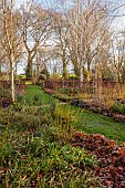 LITTLETHORPE MANOR, YORKSHIRE, FEBRUARY, WINTER GARDEN: BEECH HEDGES, HEDGING, OPHIOPOGON NIGRESCENS, BIRCHES, EUPHORBIA WULFENII, CORNUS MIDWINTER FIRE, CORNUS SERICEA FLAVIRAMEA