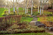LITTLETHORPE MANOR, YORKSHIRE, FEBRUARY, WINTER GARDEN: BEECH HEDGES, HEDGING, OPHIOPOGON NIGRESCENS, BIRCHES, CORNUS MIDWINTER FIRE, IRIS KATHARINE HODGKIN, PATHS