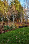 LITTLETHORPE MANOR, YORKSHIRE, FEBRUARY, WINTER GARDEN: BEECH HEDGES, HEDGING, OPHIOPOGON NIGRESCENS, BIRCHES, CORNUS MIDWINTER FIRE, BORDER