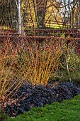LITTLETHORPE MANOR, YORKSHIRE, FEBRUARY, WINTER GARDEN: BEECH HEDGES, HEDGING, OPHIOPOGON NIGRESCENS, BIRCHES, CORNUS MIDWINTER FIRE, BORDER