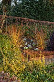 LITTLETHORPE MANOR, YORKSHIRE, FEBRUARY, WINTER GARDEN: BEECH HEDGES, HEDGING, OPHIOPOGON NIGRESCENS, BIRCHES, CORNUS MIDWINTER FIRE, IRIS KATHARINE HODGKIN, BORDER