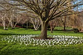 LITTLETHORPE MANOR, YORKSHIRE, FEBRUARY, WINTER GARDEN: WHITE FLOWERS, BLOOMS OF CROCUS JEANNE DARC, BULBS AROUND TREE, LAWN