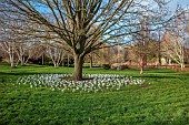 LITTLETHORPE MANOR, YORKSHIRE, FEBRUARY, WINTER GARDEN: WHITE FLOWERS, BLOOMS OF CROCUS JEANNE DARC, BULBS AROUND TREE, LAWN