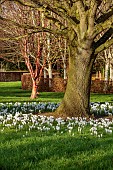 LITTLETHORPE MANOR, YORKSHIRE, FEBRUARY, WINTER GARDEN: WHITE FLOWERS, BLOOMS OF CROCUS JEANNE DARC, BULBS AROUND TREE, LAWN
