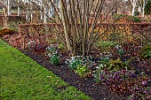 LITTLETHORPE MANOR, YORKSHIRE, FEBRUARY, WINTER GARDEN: BORDER, HELLEBORES, SNOWDROPS, GALANTHUS, SHADY, BEECH HEDGES, HEDGING