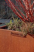 LITTLETHORPE MANOR, YORKSHIRE, FEBRUARY, WINTER GARDEN: CORTEN STEEL CONTAINER PLANTED WITH SALIX ALBA CHERMESINA