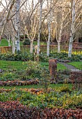 LITTLETHORPE MANOR, YORKSHIRE, FEBRUARY, WINTER GARDEN: BIRCH CIRCLE, GREEN CONTAINER, HIMALAYAN BIRCH, BETULA, BIRCHES, FERNS, POLYSTICHUM SETIFERUM HERRENHAUSEN