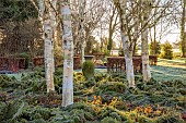LITTLETHORPE MANOR, YORKSHIRE, FEBRUARY, WINTER GARDEN: BIRCH CIRCLE, GREEN CONTAINER, HIMALAYAN BIRCH, BETULA, BIRCHES, FERNS, POLYSTICHUM SETIFERUM HERRENHAUSEN