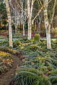 LITTLETHORPE MANOR, YORKSHIRE, FEBRUARY, WINTER GARDEN: BIRCH CIRCLE, GREEN CONTAINER, HIMALAYAN BIRCH, BETULA, BIRCHES, FERNS, POLYSTICHUM SETIFERUM HERRENHAUSEN