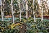 LITTLETHORPE MANOR, YORKSHIRE, FEBRUARY, WINTER GARDEN: BIRCH CIRCLE, GREEN CONTAINER, HIMALAYAN BIRCH, BETULA, BIRCHES, FERNS, POLYSTICHUM SETIFERUM HERRENHAUSEN