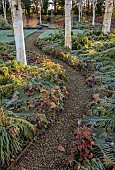 LITTLETHORPE MANOR, YORKSHIRE, FEBRUARY, WINTER GARDEN: BIRCH CIRCLE, PATHS, HIMALAYAN BIRCH, BETULA, BIRCHES, FERNS, POLYSTICHUM SETIFERUM HERRENHAUSEN