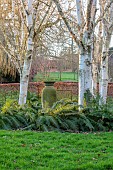 LITTLETHORPE MANOR, YORKSHIRE, FEBRUARY, WINTER GARDEN: BIRCH CIRCLE, GREEN CONTAINER, HIMALAYAN BIRCH, BETULA, BIRCHES, FERNS, POLYSTICHUM SETIFERUM HERRENHAUSEN