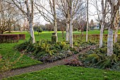 LITTLETHORPE MANOR, YORKSHIRE, FEBRUARY, WINTER GARDEN: BIRCH CIRCLE, GREEN CONTAINER, HIMALAYAN BIRCH, BETULA, BIRCHES, FERNS, POLYSTICHUM SETIFERUM HERRENHAUSEN, PATHS