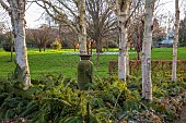 LITTLETHORPE MANOR, YORKSHIRE, FEBRUARY, WINTER GARDEN: BIRCH CIRCLE, GREEN CONTAINER, HIMALAYAN BIRCH, BETULA, BIRCHES, FERNS, POLYSTICHUM SETIFERUM HERRENHAUSEN