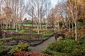 LITTLETHORPE MANOR, YORKSHIRE, FEBRUARY, WINTER GARDEN: BEECH HEDGES, HEDGING, BIRCHES, EUPHORBIA WULFENII, CORNUS MIDWINTER FIRE, PATHS