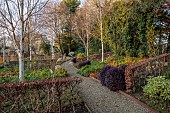 LITTLETHORPE MANOR, YORKSHIRE, FEBRUARY, WINTER GARDEN: BEECH HEDGES, HEDGING, BIRCHES, PITTOSPORUM TOM THUMB, CORNUS MIDWINTER FIRE, PATHS