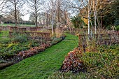 LITTLETHORPE MANOR, YORKSHIRE, FEBRUARY, WINTER GARDEN: BEECH HEDGES, HEDGING, BIRCHES, CORNUS MIDWINTER FIRE, PATHS, CORNUS SERICEA FLAVIRAMEA