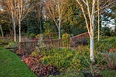 LITTLETHORPE MANOR, YORKSHIRE, FEBRUARY, WINTER GARDEN: BEECH HEDGES, HEDGING, BIRCHES, CORNUS SERICEA FLAVIRAMEA, PINES, PATH