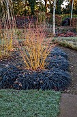 LITTLETHORPE MANOR, YORKSHIRE, FEBRUARY, WINTER GARDEN: FROST, FROSTY, OPHIOPOGON PLANISCAPUS NIGRESCENS, ORANGE STEMS OF CORNUS SANGUINEA MIDWINTER FIRE