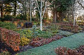 LITTLETHORPE MANOR, YORKSHIRE, FEBRUARY, WINTER GARDEN: BEECH HEDGES, HEDGING, BIRCHES, PINE, CORNUS SERICEA FLAVIRAMEA