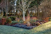 LITTLETHORPE MANOR, YORKSHIRE, FEBRUARY, WINTER GARDEN: BEECH HEDGES, HEDGING, OPHIOPOGON NIGRESCENS, BIRCHES, EUPHORBIA WULFENII, CORNUS MIDWINTER FIRE, TREE HEATHERS