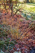 LITTLETHORPE MANOR, YORKSHIRE, FEBRUARY, WINTER GARDEN: FROST, FROSTY, CORNUS SANGUINEA MIDWINTER FIRE, SHRUBS