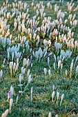 LITTLETHORPE MANOR, YORKSHIRE, FEBRUARY, WINTER GARDEN: WHITE FLOWERS, BLOOMS OF CROCUS JEANNE DARC, BULBS