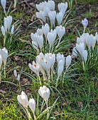 LITTLETHORPE MANOR, YORKSHIRE, FEBRUARY, WINTER GARDEN: WHITE FLOWERS, BLOOMS OF CROCUS JEANNE DARC, BULBS