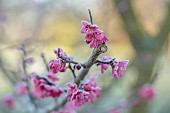 LITTLETHORPE MANOR, YORKSHIRE, FEBRUARY, WINTER GARDEN: PINK FLOWERS, BLOOMS OF CHERRY, PRUNUS MUME BENI-CHIDORI, JAPANESE APRICOT, TREES