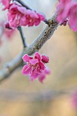 LITTLETHORPE MANOR, YORKSHIRE, FEBRUARY, WINTER GARDEN: PINK FLOWERS, BLOOMS OF CHERRY, PRUNUS MUME BENI-CHIDORI, JAPANESE APRICOT, TREES