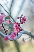 LITTLETHORPE MANOR, YORKSHIRE, FEBRUARY, WINTER GARDEN: PINK FLOWERS, BLOOMS OF CHERRY, PRUNUS MUME BENI-CHIDORI, JAPANESE APRICOT, TREES