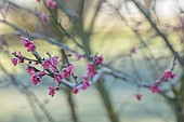 LITTLETHORPE MANOR, YORKSHIRE, FEBRUARY, WINTER GARDEN: PINK FLOWERS, BLOOMS OF CHERRY, PRUNUS MUME BENI-CHIDORI, JAPANESE APRICOT, TREES