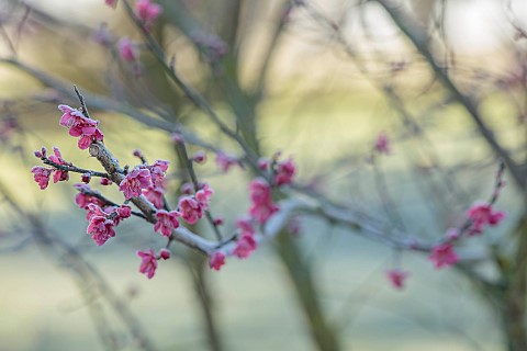LITTLETHORPE_MANOR_YORKSHIRE_FEBRUARY_WINTER_GARDEN_PINK_FLOWERS_BLOOMS_OF_CHERRY_PRUNUS_MUME_BENICH