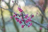 LITTLETHORPE MANOR, YORKSHIRE, FEBRUARY, WINTER GARDEN: PINK FLOWERS, BLOOMS OF CHERRY, PRUNUS MUME BENI-CHIDORI, JAPANESE APRICOT, TREES