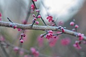 LITTLETHORPE MANOR, YORKSHIRE, FEBRUARY, WINTER GARDEN: PINK FLOWERS, BLOOMS OF CHERRY, PRUNUS MUME BENI-CHIDORI, JAPANESE APRICOT, TREES
