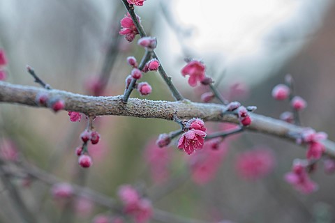 LITTLETHORPE_MANOR_YORKSHIRE_FEBRUARY_WINTER_GARDEN_PINK_FLOWERS_BLOOMS_OF_CHERRY_PRUNUS_MUME_BENICH