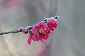 LITTLETHORPE MANOR, YORKSHIRE, FEBRUARY, WINTER GARDEN: PINK FLOWERS, BLOOMS OF CHERRY, PRUNUS MUME BENI-CHIDORI, JAPANESE APRICOT, TREES