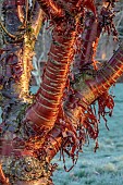 LITTLETHORPE MANOR, YORKSHIRE, FEBRUARY, WINTER GARDEN: BARK, TRUNK OF TIBETAN CHERRY, PRUNUS SERRULA, TREES