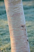 LITTLETHORPE MANOR, YORKSHIRE, FEBRUARY, WINTER GARDEN: FROST, FROSTY, WHITE BARK, TRUNK OF BETULA ERMANII GRAYSWOOD HILL, BIRCHES